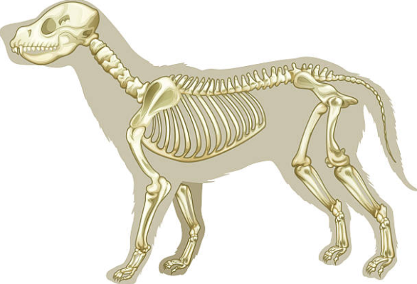 anatomia-cao-anatomy-dog-veterinaria