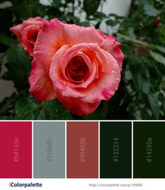 Beautiful Single Rose Wallpaper