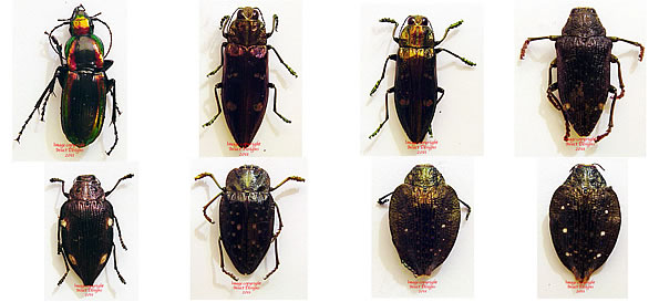Insect Designs News: Beetles from Madagascar