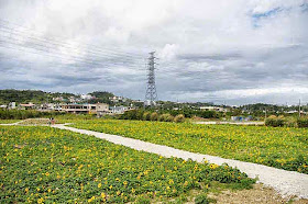 sunflower field and walkway