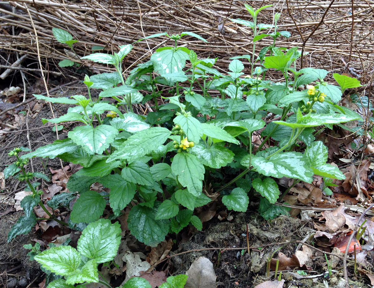 Crofton Heath, April. Naturally
