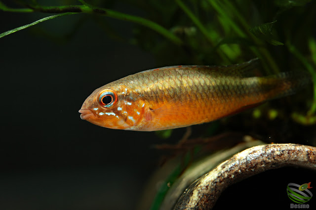 Apistogramma lineata