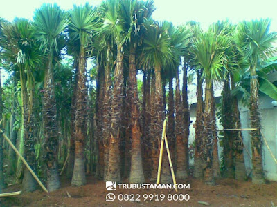 Tukang Taman Jakarta - palm sadeng