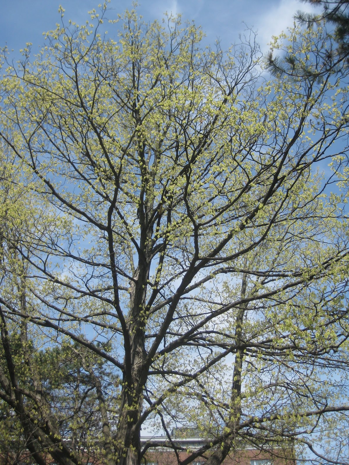 Trees Flowering sugar maple