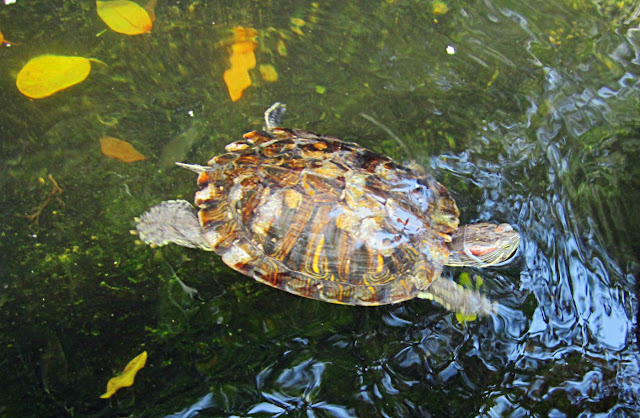 colourful turtle