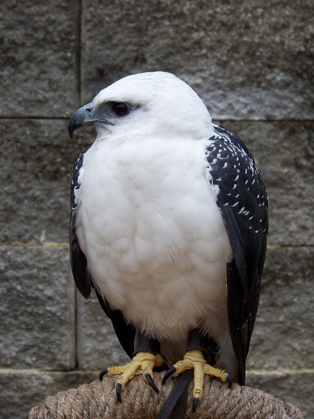 World Bird Sanctuary: Rainforest Layers