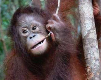 Orangutan diatas pohon