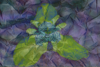 Flor+Papel Flor+Textura Papel