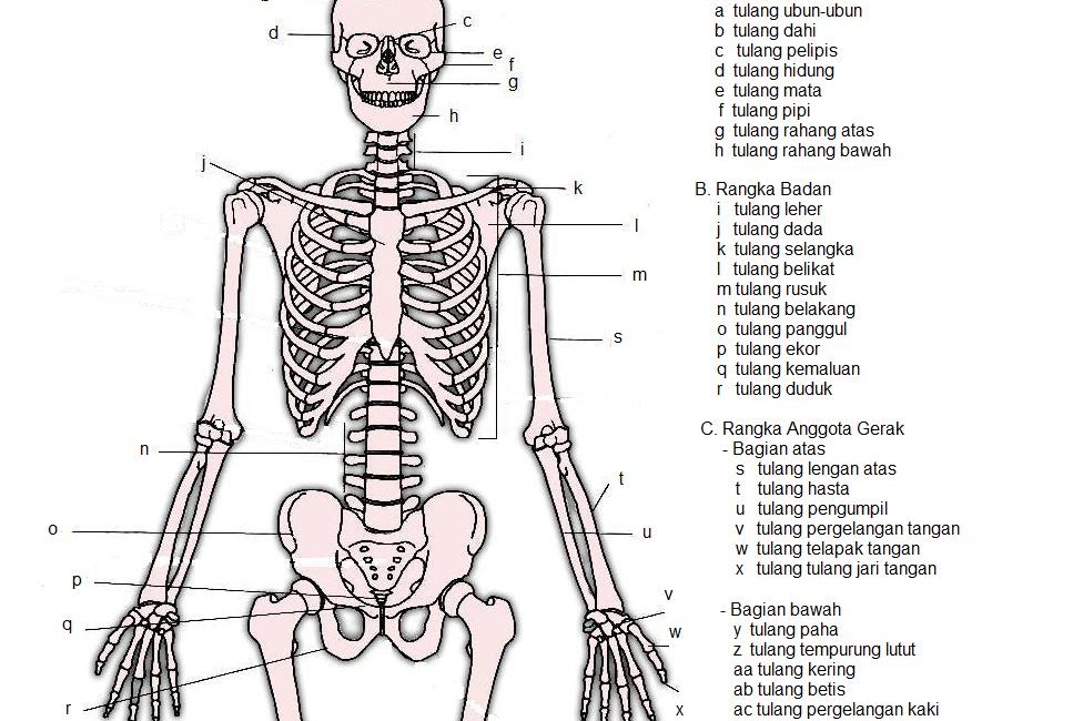 Tulang Wangi: Manfaat dan Cara Menggunakan untuk Kesehatan dan Kecantikan