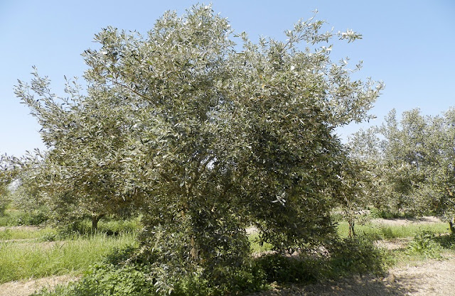 Ανακοίνωση για την δακοκτονία στο Καινούργιο | Kainourgiopress