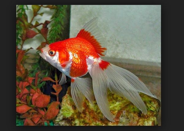 Cara Budidaya dan Pemijahan Ikan Mas Koki Secara Alami Cara Budidaya dan Pemijahan Ikan Mas Koki Secara Alami
