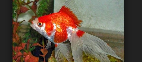 Cara Budidaya dan Pemijahan Ikan Mas Koki Secara Alami