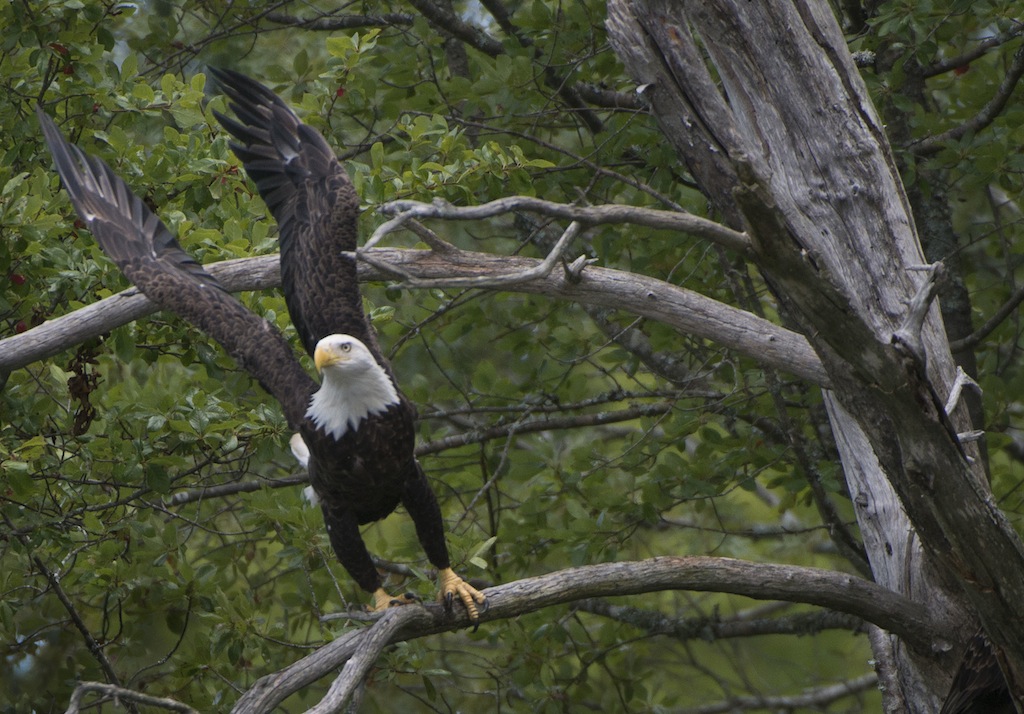The City Birder Treehugger Tuesday