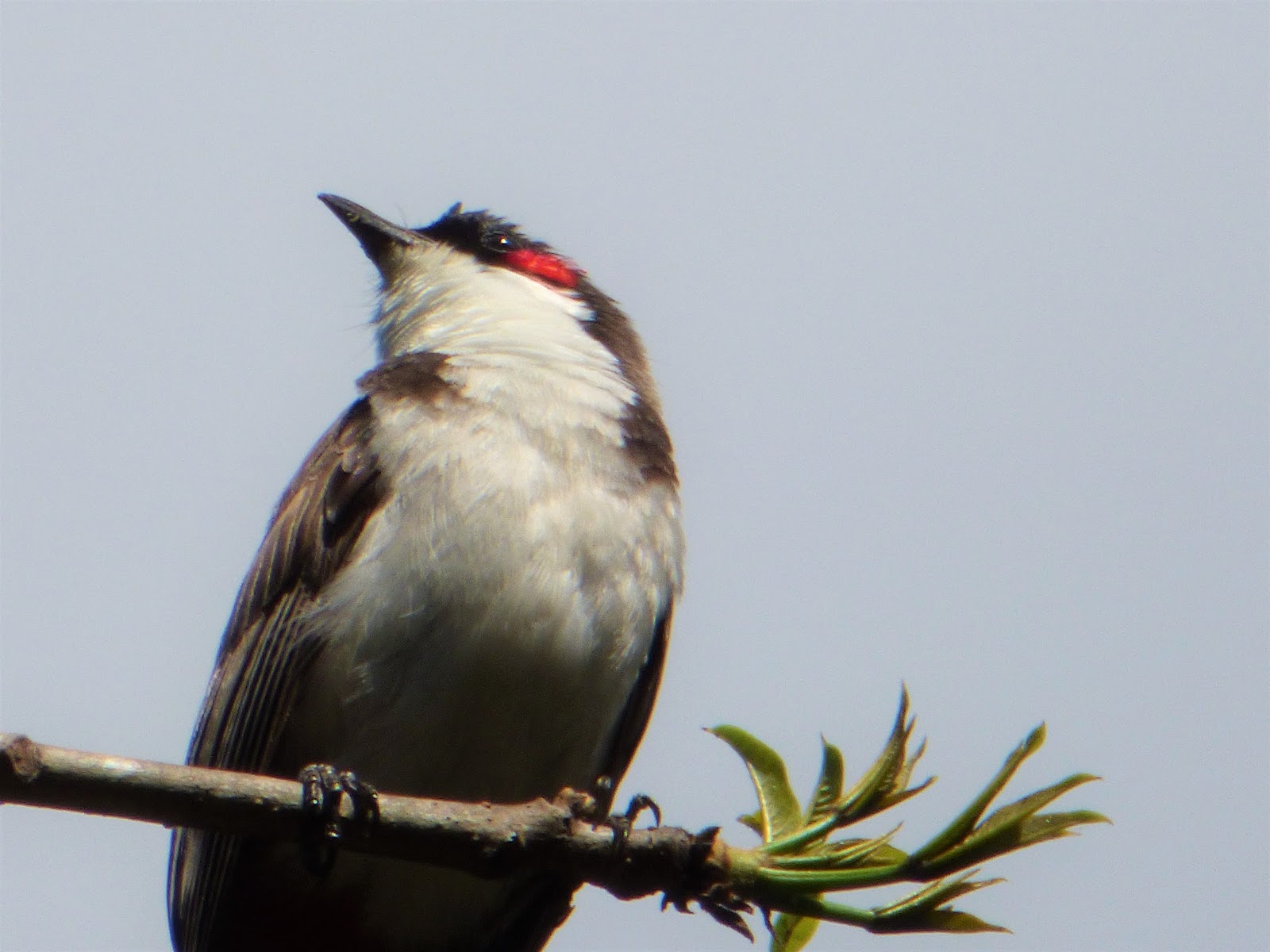 Geotripper's California Birds A Bunch of Bulbul Invasive Species on Oahu