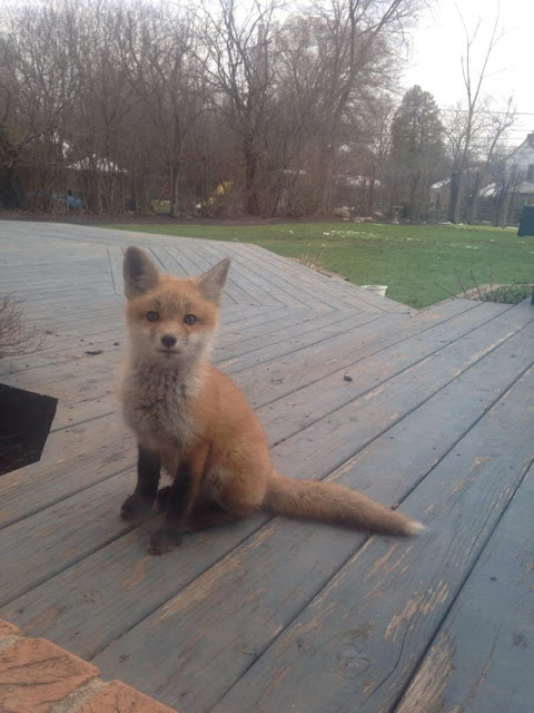 One of the fox pups that lives in our backyard. We call him Jasper One of the fox pups that lives in our backyard. We call him Jasper