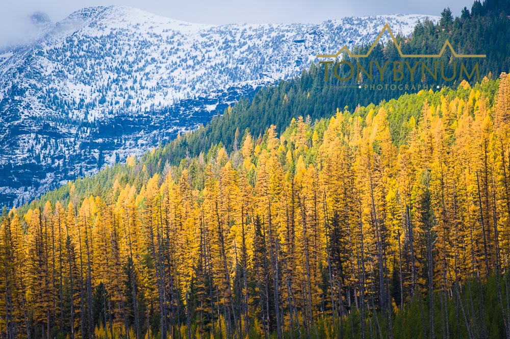 Glacier Park Photographer