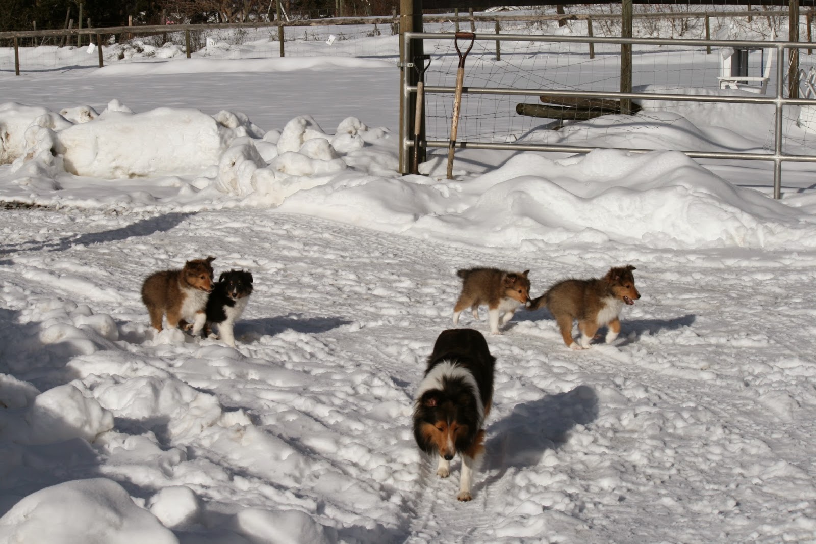 Hyper Hounds Shelties