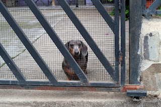 Dog behind gate in Puriscal.