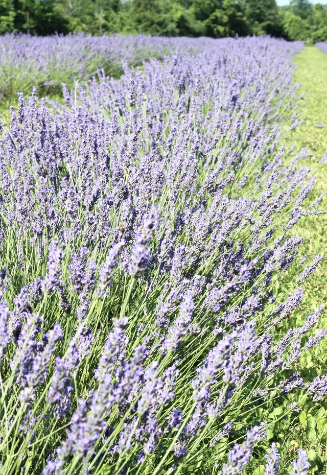 Terre Bleu Lavender Farm, How to stop selling yourself short, summer style