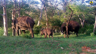 Mudumalai Tiger Reserve