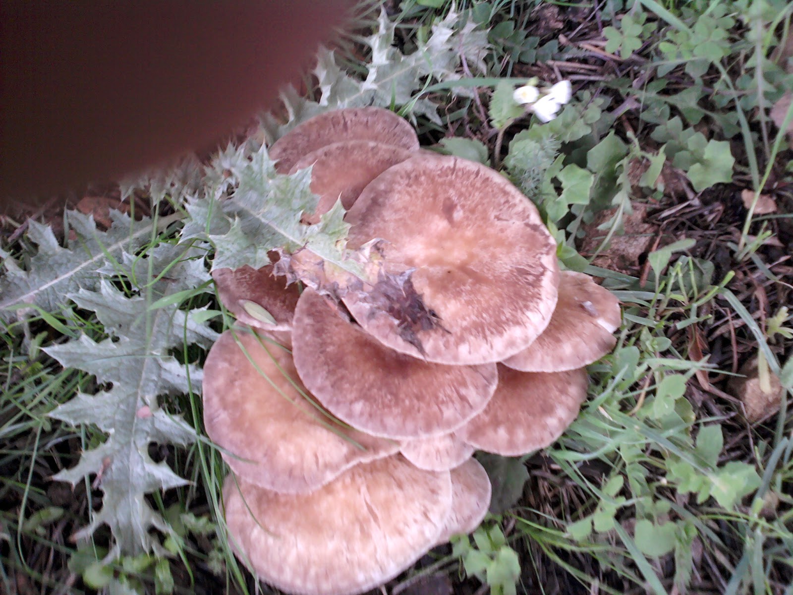 PUNTO D'INCONTRO PLEUROTUS ERYNGII (FUNGO DI FERLA) PUNTO D'INCONTRO PLEUROTUS ERYNGII (FUNGO DI FERLA)