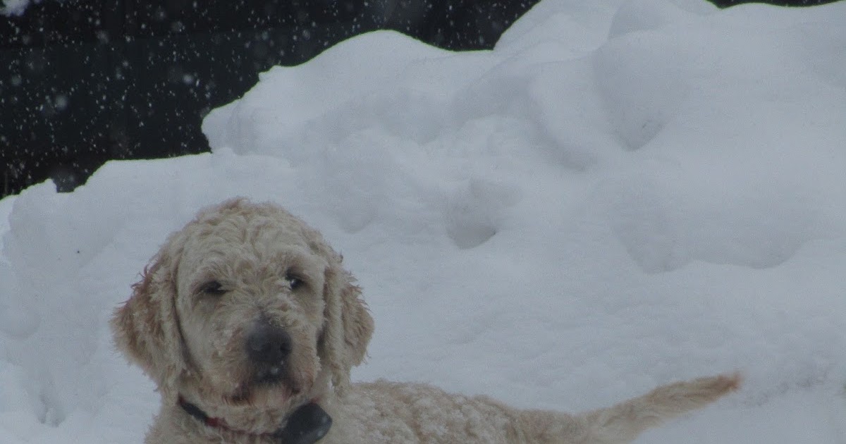 Goldendoodles For Sale Goldendoodle Puppies And Young Adults