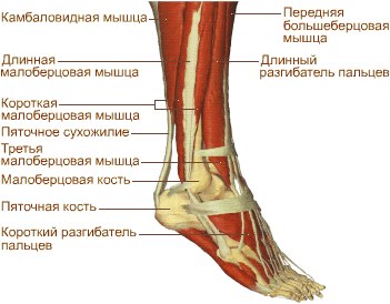 Болит нога кость большая. Сухожилие короткой малоберцовой мышцы. Малая берцовая мышца стопы. Болит нога внутри сбоку ступни. Сухожилие голени сбоку.