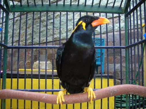 Hukum Memelihara Burung Dalam Sangkar Wong Santun Tebar Kebajikan