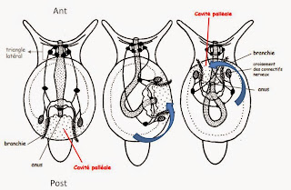 Le blog d'un affreux biologiste « Espèce de mollusque » l’insulte