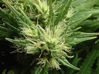 Professional Medical Cannabis Gains - Using Cannabis Tinctures To Boost Your Health 2