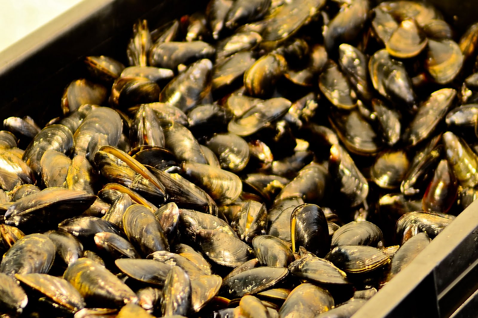 Viva la Voyage Mussel Ranch in Nova Scotia