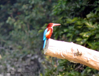 White-throated kingfisher - Halcyon smyrnensis