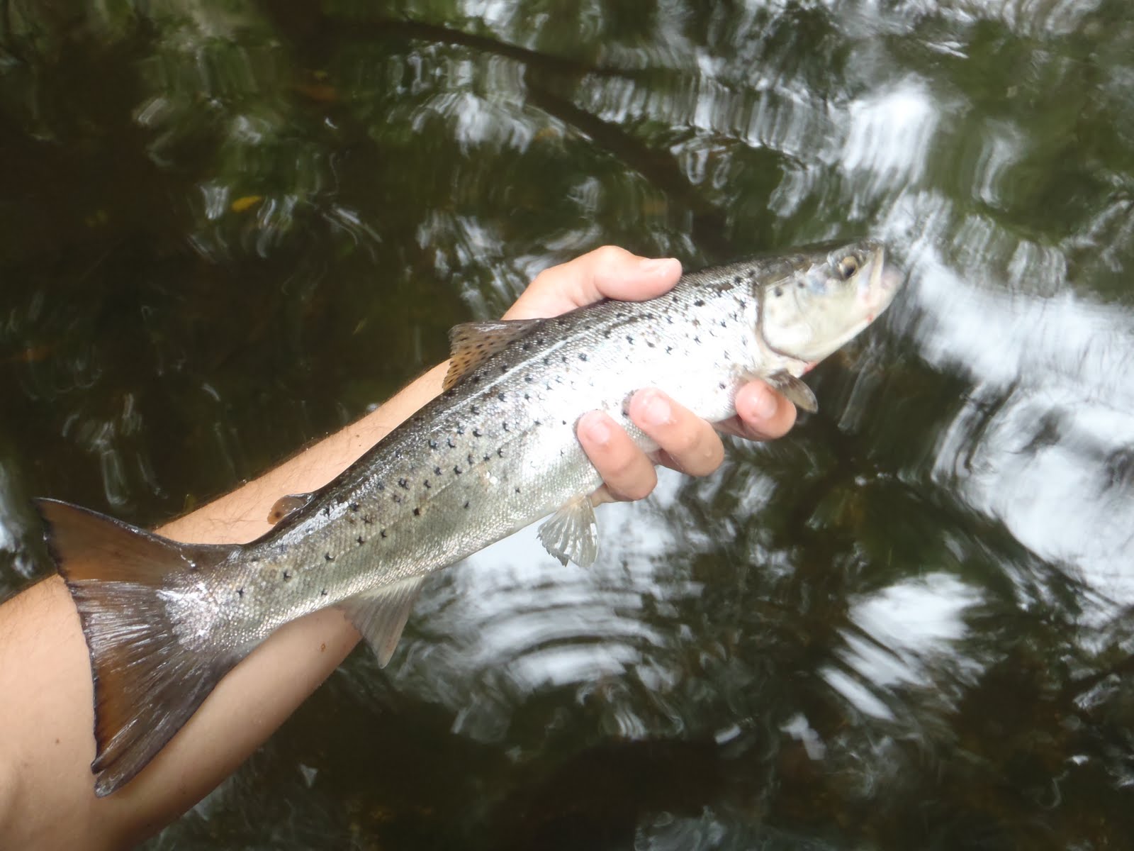 pesca-por-los-r-os-de-galicia-07-2011