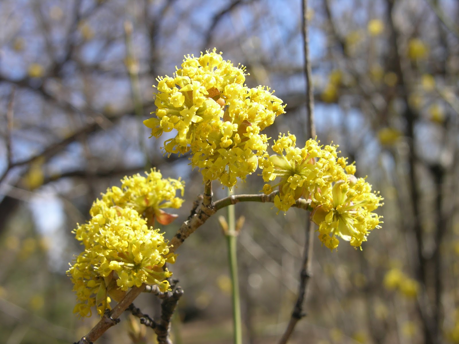 Cornelian Cherry Dogwood Colorado Co Horts Alternative Shrubs