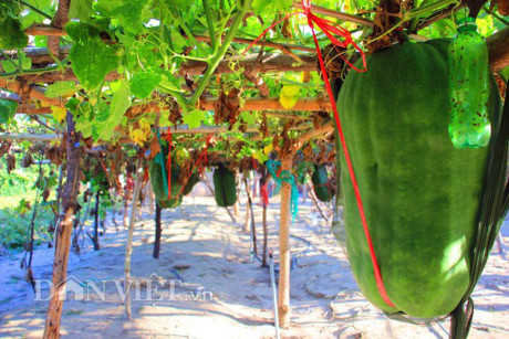 Kinh ngac tram trai bi dao khong lo nua ta luc liu tren gian - Anh 8
