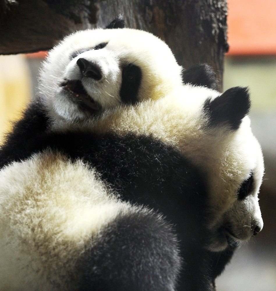 Обнять панду. Панда. Медведь Панда. Панды обнимаются. Смешная Панда.