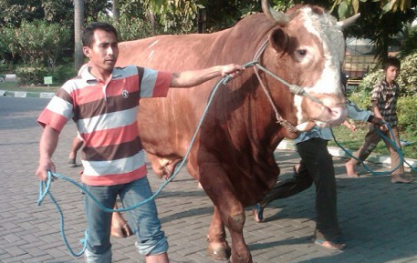 Orang Yang Menerima Daging Kurban Disebut - Coba Sebutkan
