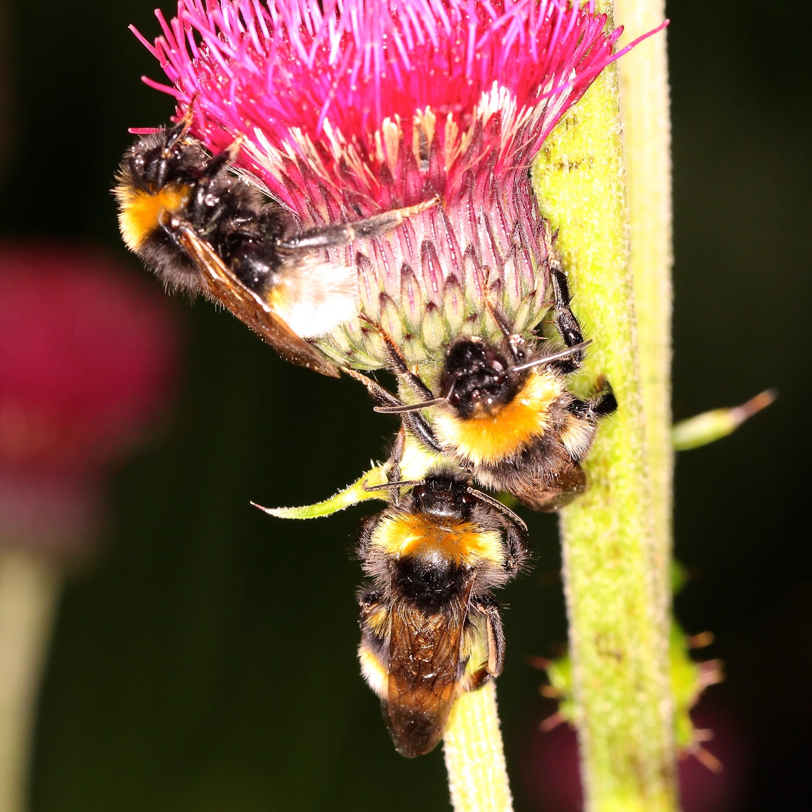 TrogTrogBlog Homeless bees