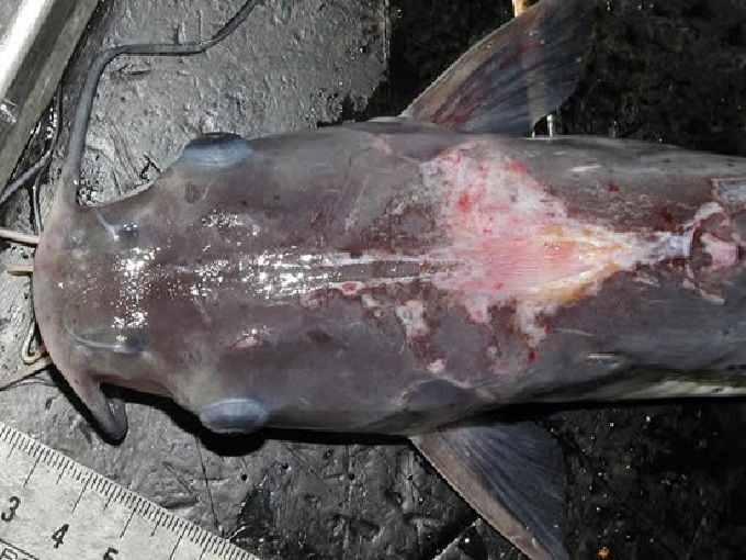 Mengantisipasi Dampak Air Hujan Bagi Budidaya Ikan Lele