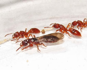Workers and female reproductive of Centromyrmex feae