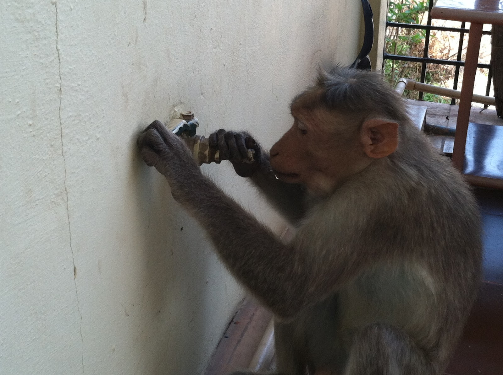 Tabi Tales Living with the Monkeys in my Guest House