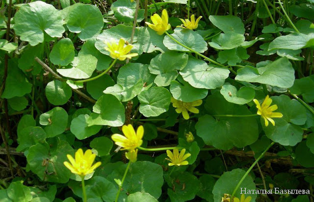 Моя 100-дневка. Старт Моя 100-дневка. Старт