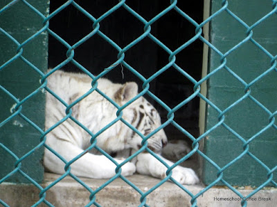 An Exotic Animal PhotoJournal on Homeschool Coffee Break @ kympossibleblog.blogspot.com - our field trip to the East Coast Exotic Animal Rescue  (see: eastcoastrescue.org )