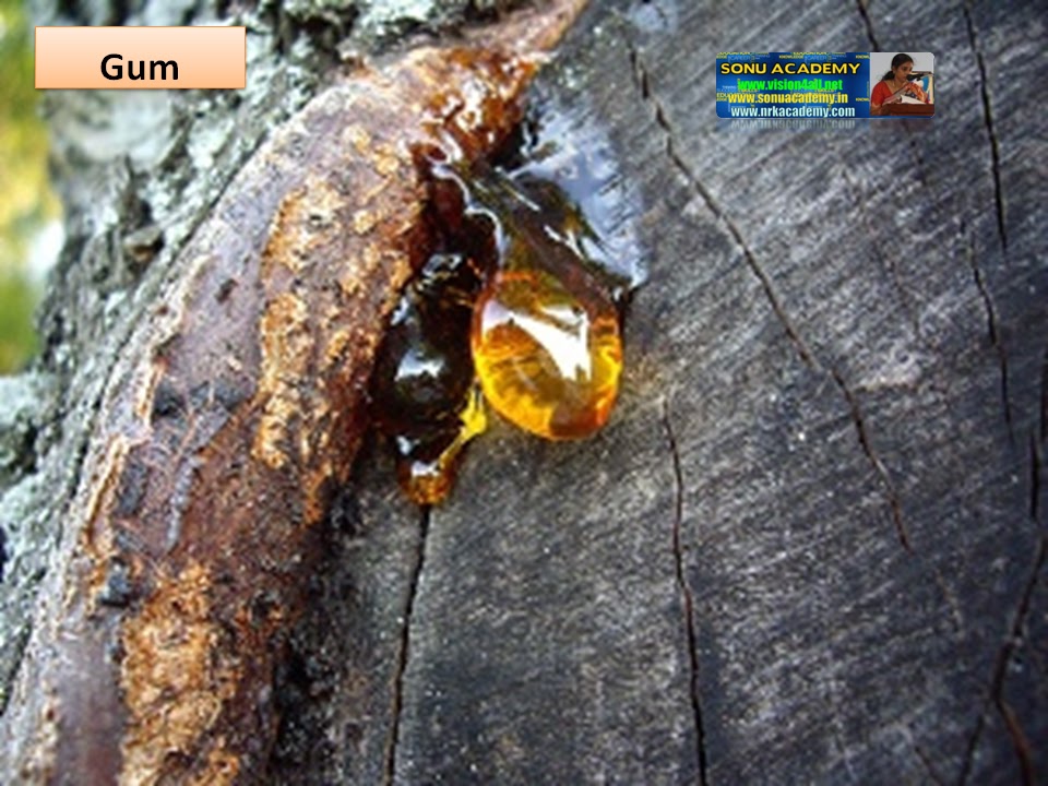 SONU ACADEMY EXCRETION IN PLANTSTEXT