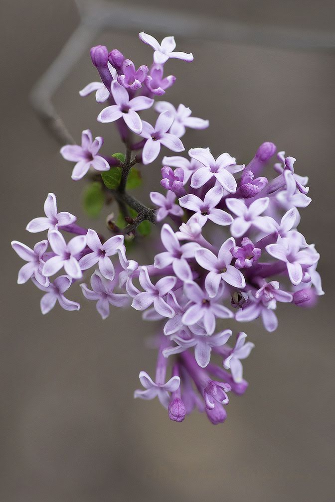 Lilac Shrub Flowers Blooming In Spring Garden Common Lilac