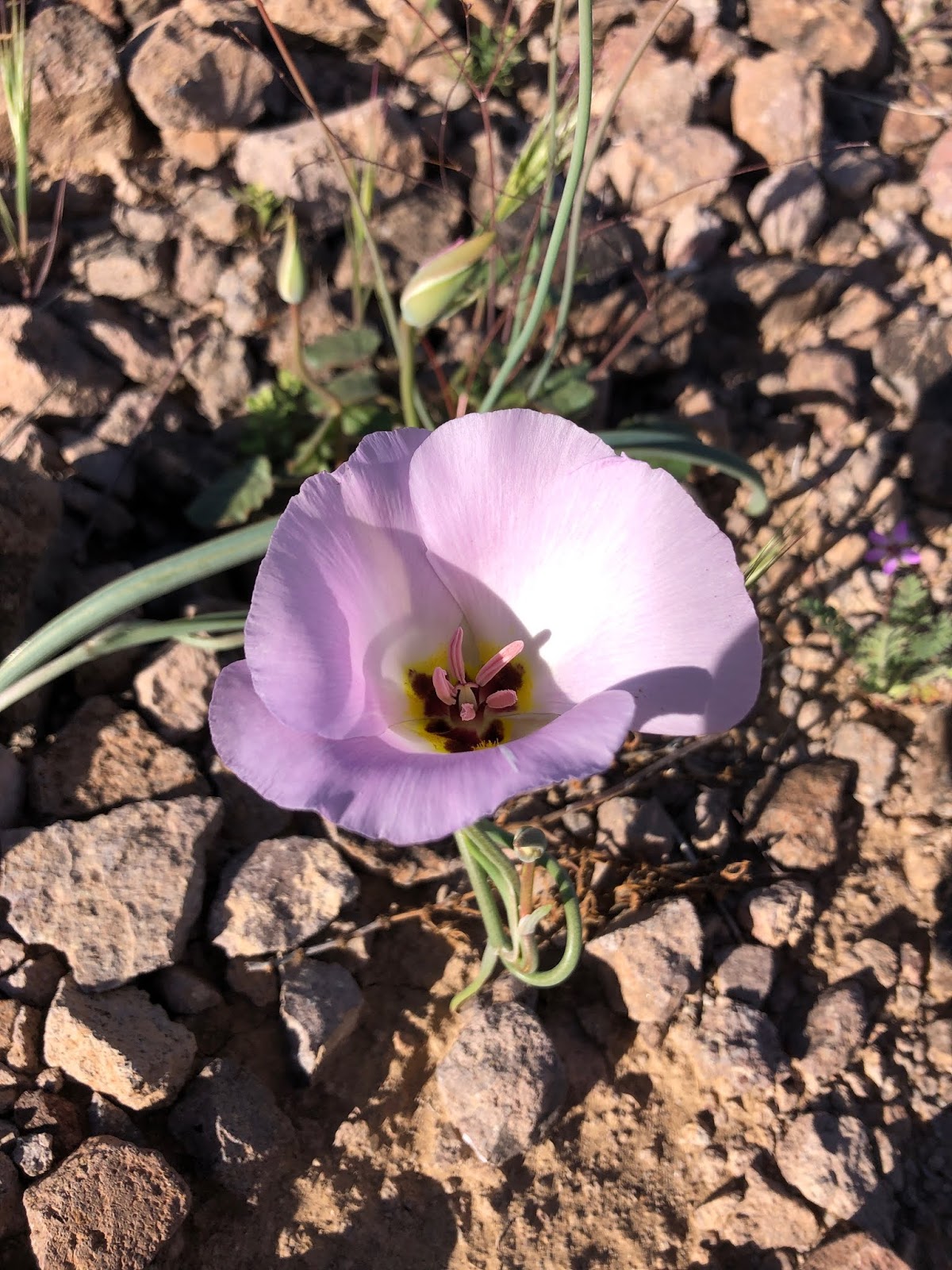 Beans And I On The Loose Creosote Bush