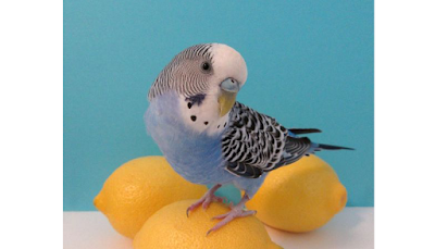 Budgie Care 