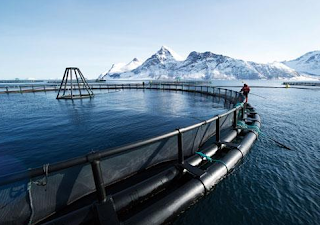 DAGING ikan salmon asal Norwegia menempati urutan teratas dalam penjualan seafood d Budidaya IKAN SALMON DI NORWEGIA