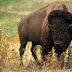 18 Fakta & Informasi tentang Bison yang Perlu Anda Ketahui