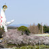 Sakura Season in Kansai - Hanami in the Expo ’70 Commemorative Park!